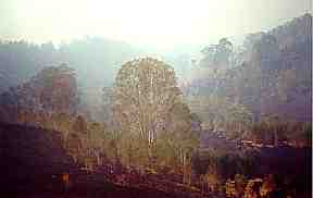 fire ground