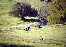 spring pasture