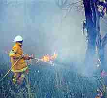 phalaris burnoff