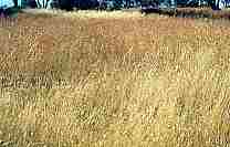 summer native pasture